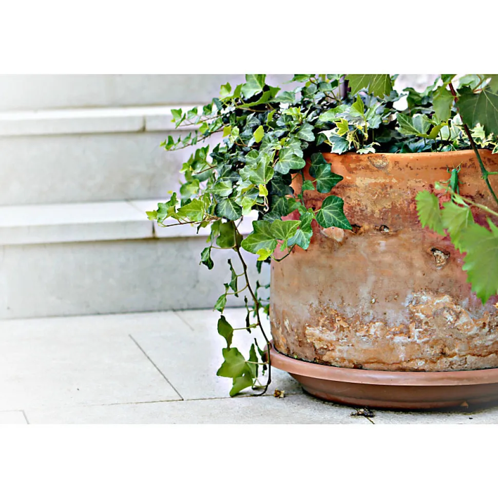 Green Free - Élimination des dépôts verts - Berdy - 1 L