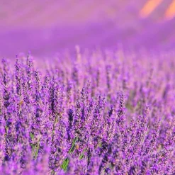 Pack économique 2x Parfum pour lampe catalytique 200ml : Arôme Lavender Expression. Profitez plus longtemps votre parfum préféré