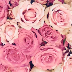 Parfum Bed of Roses pour lampe catalytique (500 ml) - Élimine les mauvaises odeurs et les impuretés, parfume et nettoie