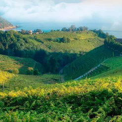 Parfum Provence Breeze pour lampe catalytique (500 ml) - Élimine les mauvaises odeurs, parfume et nettoie l'environnement