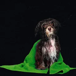 Robinet WC HYGIÈNE INTIME 2 eaux, OR brossé, en laiton Kibath