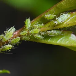SOLU'CONTROL - Kit complet Savon Noir Naturel Concentré UAB 250 ml + Pulvérisateur de 2 L - Nettoyant Feuilles et Enlève Miellat