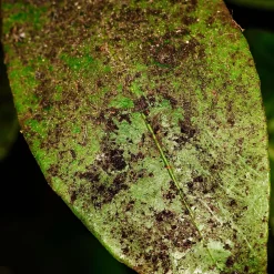 SOLU'CONTROL - Kit complet Savon Noir Naturel Concentré UAB 250 ml + Pulvérisateur de 2 L - Nettoyant Feuilles et Enlève Miellat