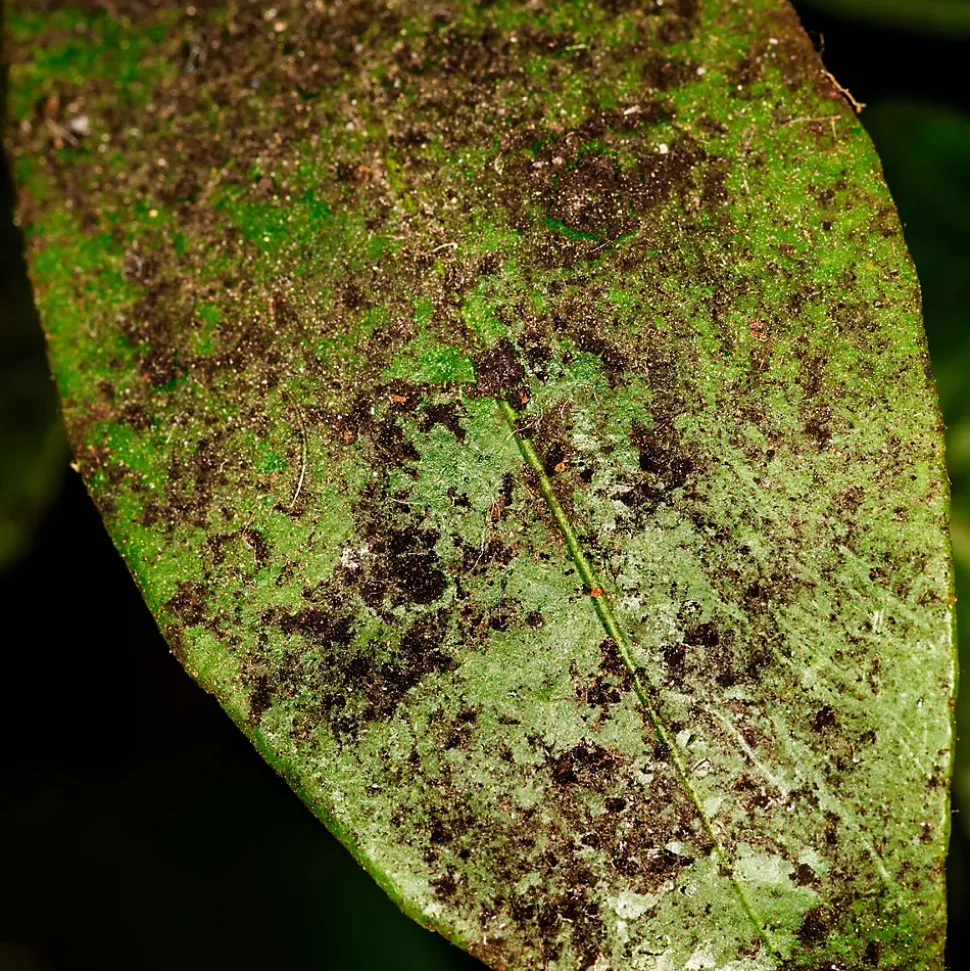 SOLU'CONTROL - Kit complet Savon Noir Naturel Concentré UAB 250 ml + Pulvérisateur de 2 L - Nettoyant Feuilles et Enlève Miellat